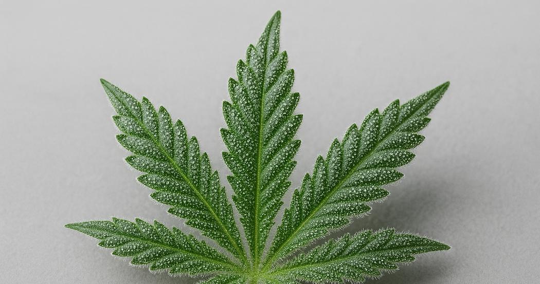 AI Generated Image: Macro low side angled image of cannabis leaf showing milky frost trichomes and serrated edges on a light-gray background