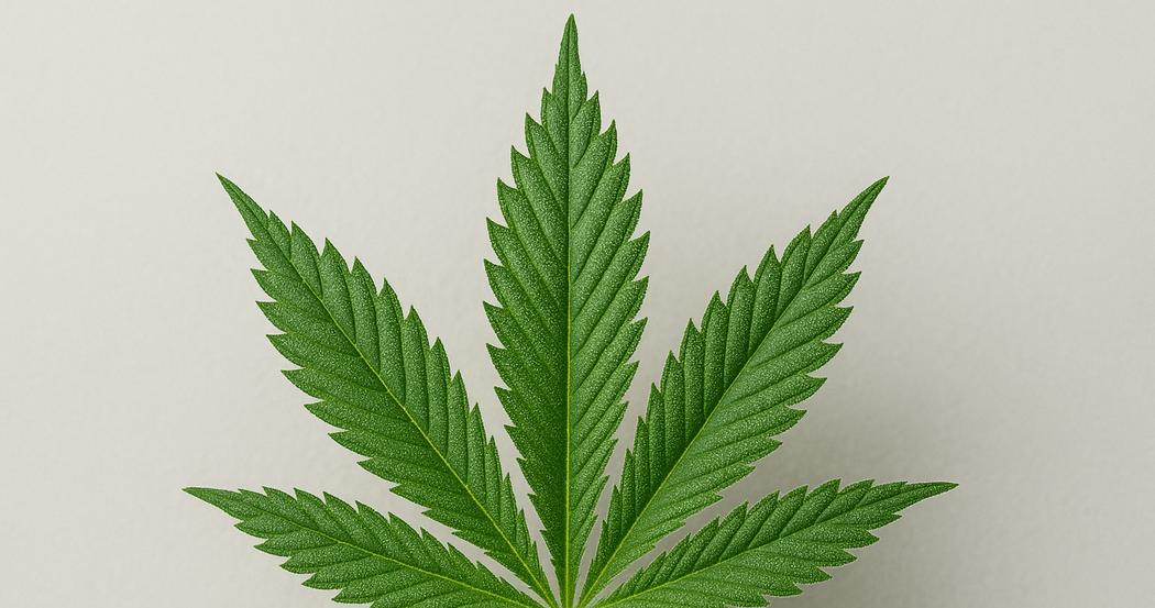 AI Generated Image: Macro studio photograph of a cannabis leaf detail with fine serrations and visible trichomes on a neutral light-gray background with soft, diffused lighting.