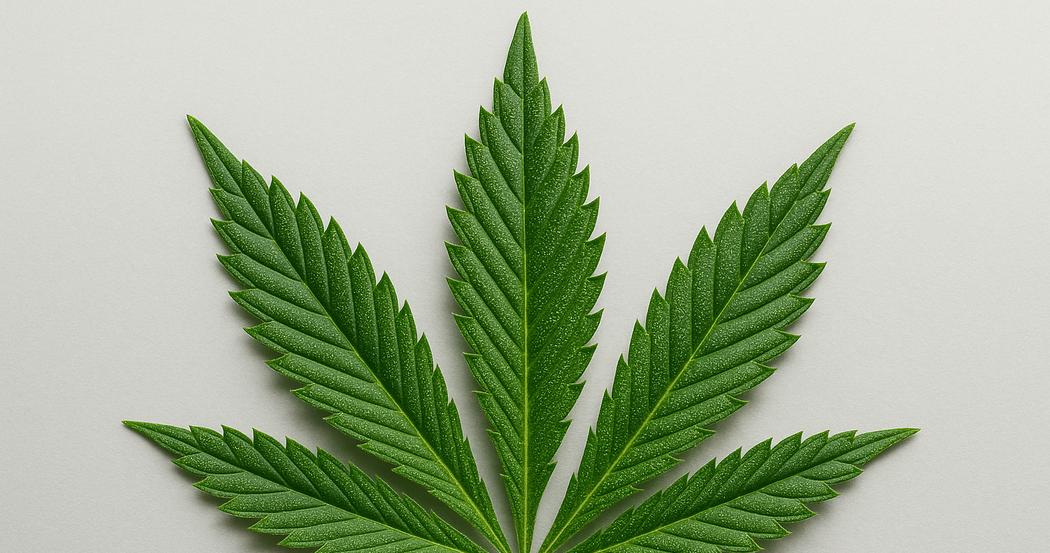 AI Generated Image: Close-up macro image of a cannabis leaf showing fine serrations and trichomes, shot at low side 20° angle on a neutral light gray background with neutral lighting.