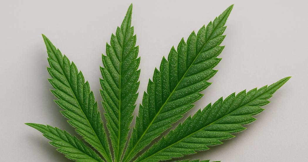 AI Generated Image: Sharp macro side view of cannabis leaf showing fine serrations and trichomes on a matte light gray background.