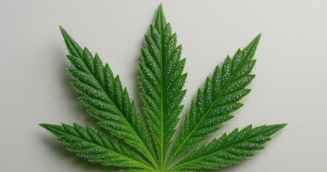 AI Generated Image: Close-up low side angle macro of cannabis leaf displaying sparkling resin trichomes and serrated edges on a neutral light-gray background.