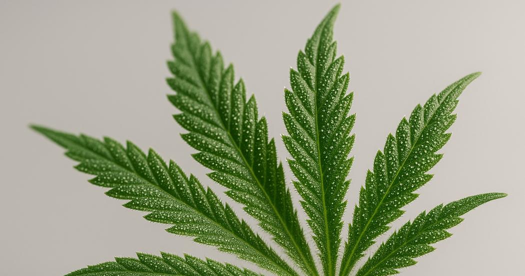 AI Generated Image: Studio macro low side view of cannabis leaf showing fine serrations and milky trichomes against neutral light-gray background with soft lighting