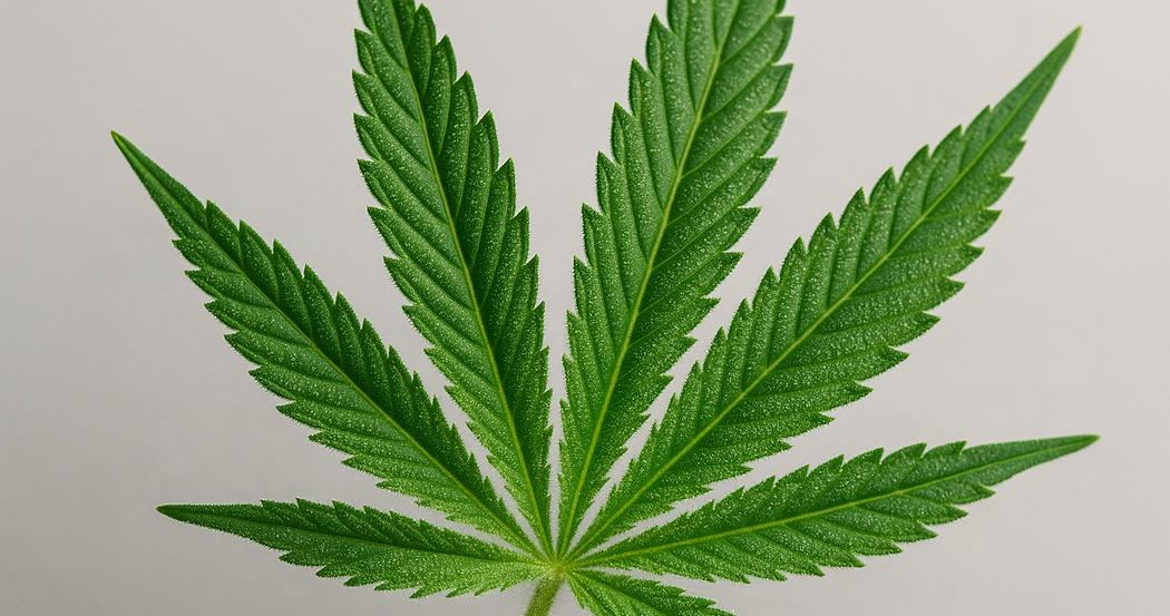 AI Generated Image: Studio macro low side angle close-up of cannabis leaf with fine serrations and visible trichomes on light-gray background