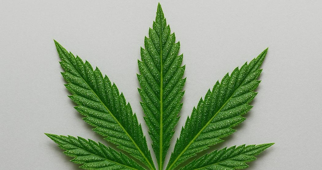 AI Generated Image: Low side macro shot of cannabis leaf detail with fine serrations and sparkling resin trichomes on neutral light-gray background with soft studio lighting