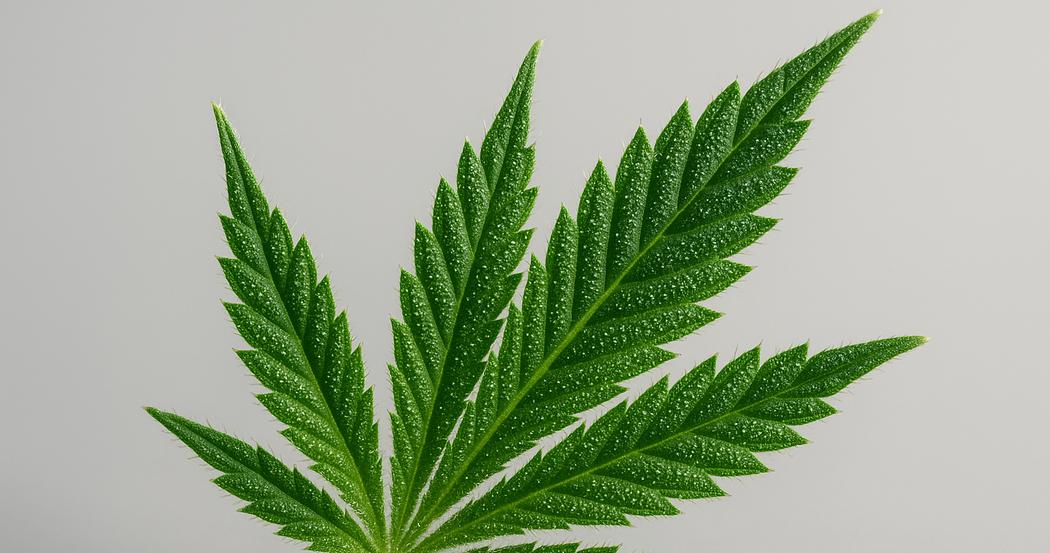 AI Generated Image: Macro low side angle image of cannabis leaf showing fine serrations and trichomes on light-gray background