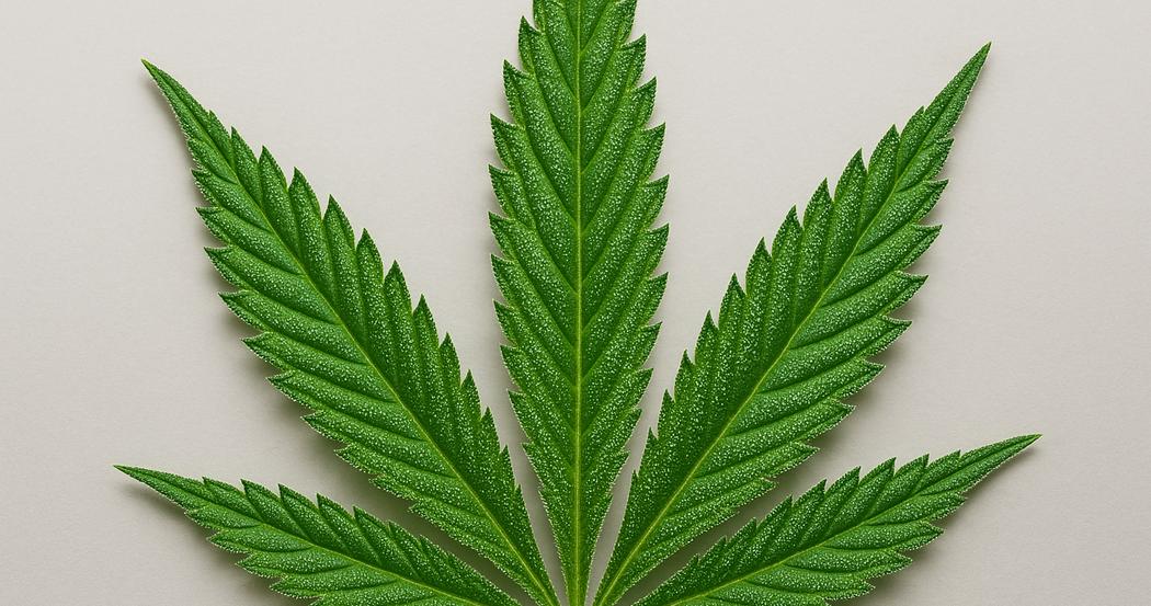 AI Generated Image: Macro studio photo of a cannabis leaf detail with fine serrations and trichomes on a neutral light-gray background, shot from low side angle.