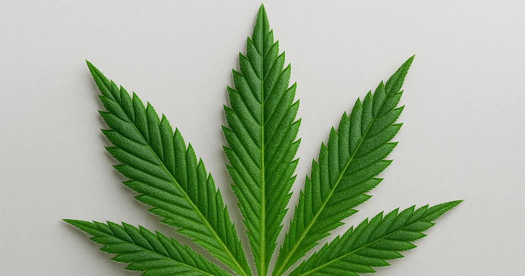 AI Generated Image: Macro low side view of a cannabis leaf showing fine serrations and trichomes on a neutral light-gray background