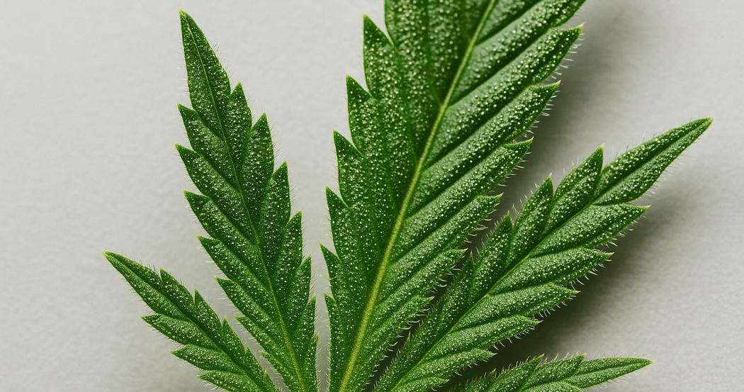 AI Generated Image: Close-up studio macro image of cannabis leaf edge with fine serrations and sparkling resin trichomes on a neutral light-gray background, low side angle 20°