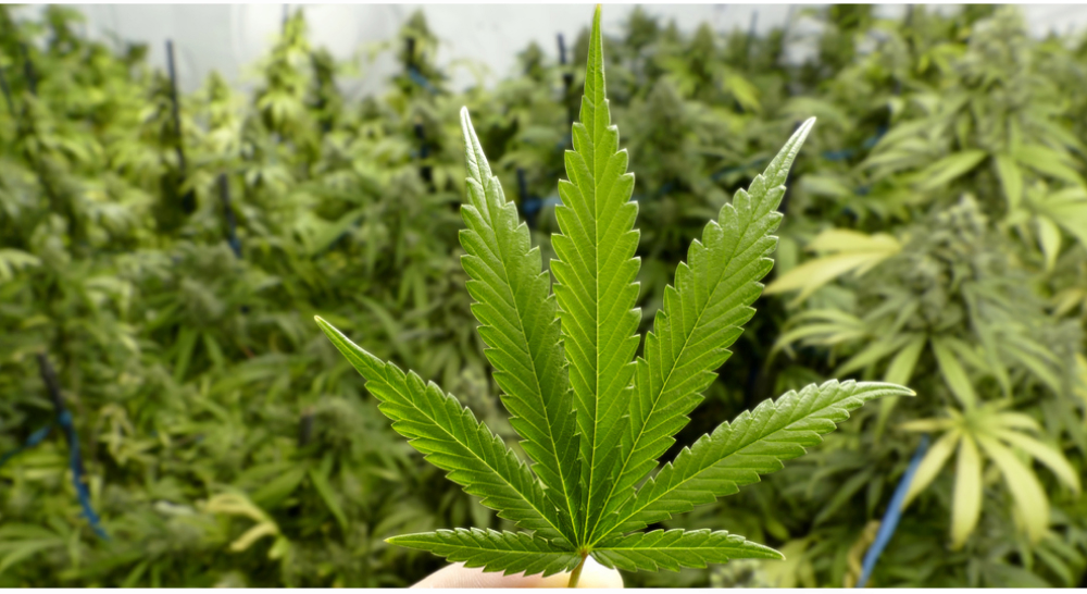 THCA delivery in Harker Heights