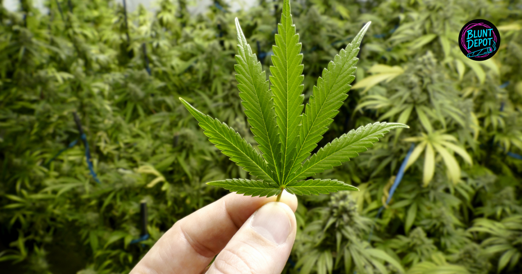 A hand holding a single cannabis leaf in front of a large indoor grow room.