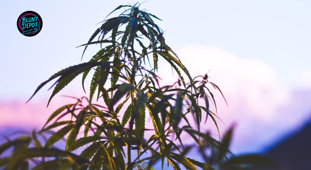 Silhouette of a cannabis plant against a purple sunset sky with the Blunt Depot logo in the corner.