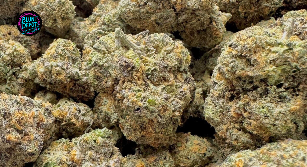 A pile of high-quality cured cannabis buds with purple and orange highlights.