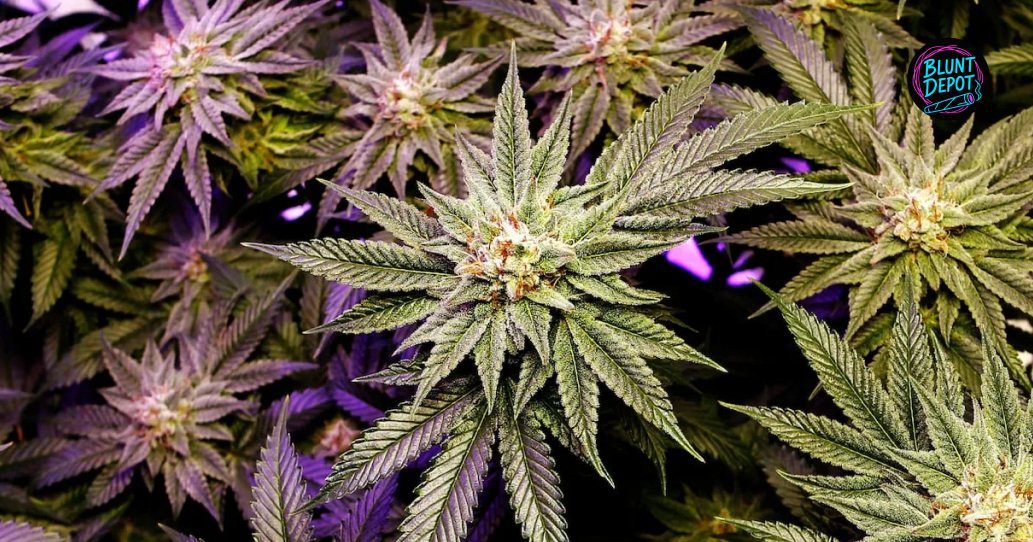 Overhead view of several flowering cannabis plants with distinct purple and frosty green hues.