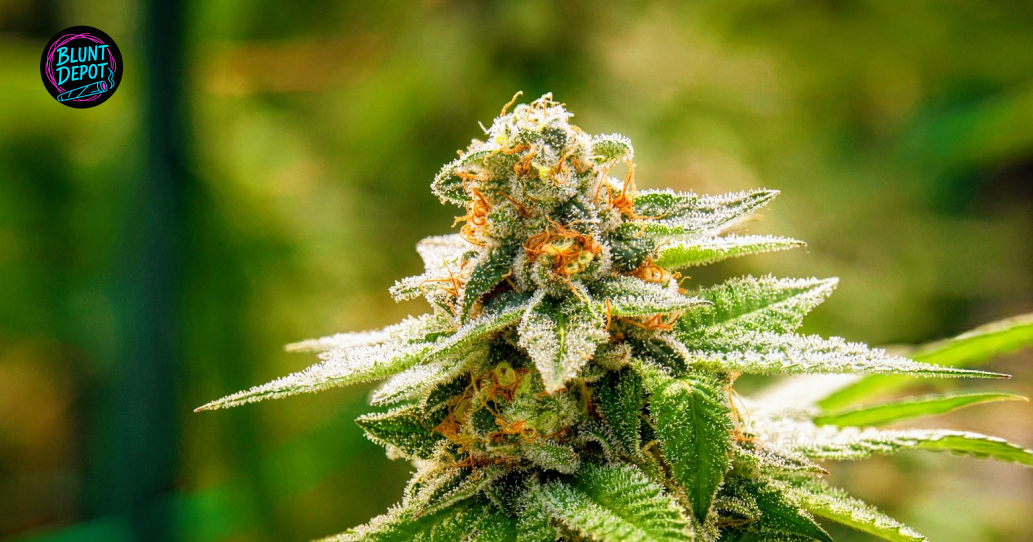 Close-up of a frosted cannabis flower with orange hairs and a Blunt Depot logo.