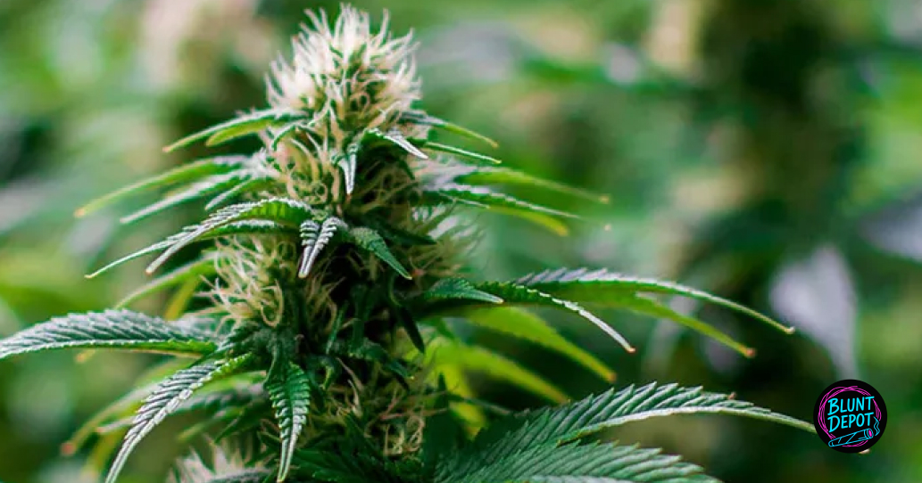 Macro shot of a live green cannabis plant in the flowering stage with white pistils.