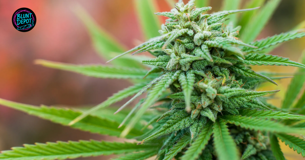 Macro close-up of a resinous cannabis flower cluster with vibrant green leaves and white pistils.