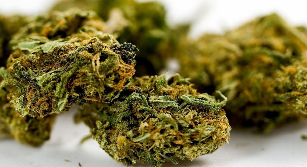 Detailed view of cured green cannabis buds on a white background showing orange hairs.