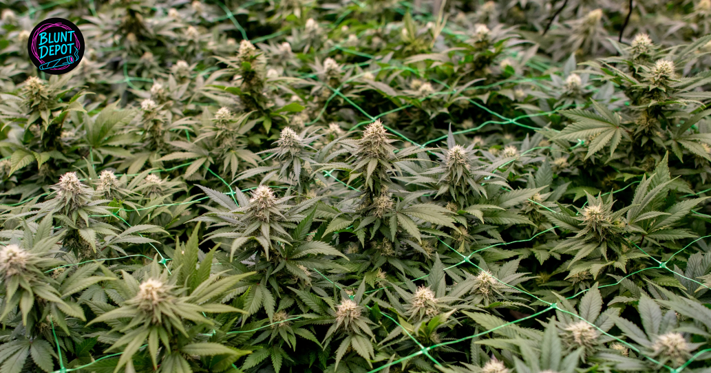 A sea of flowering cannabis plants growing through green trellis netting in an indoor grow room.