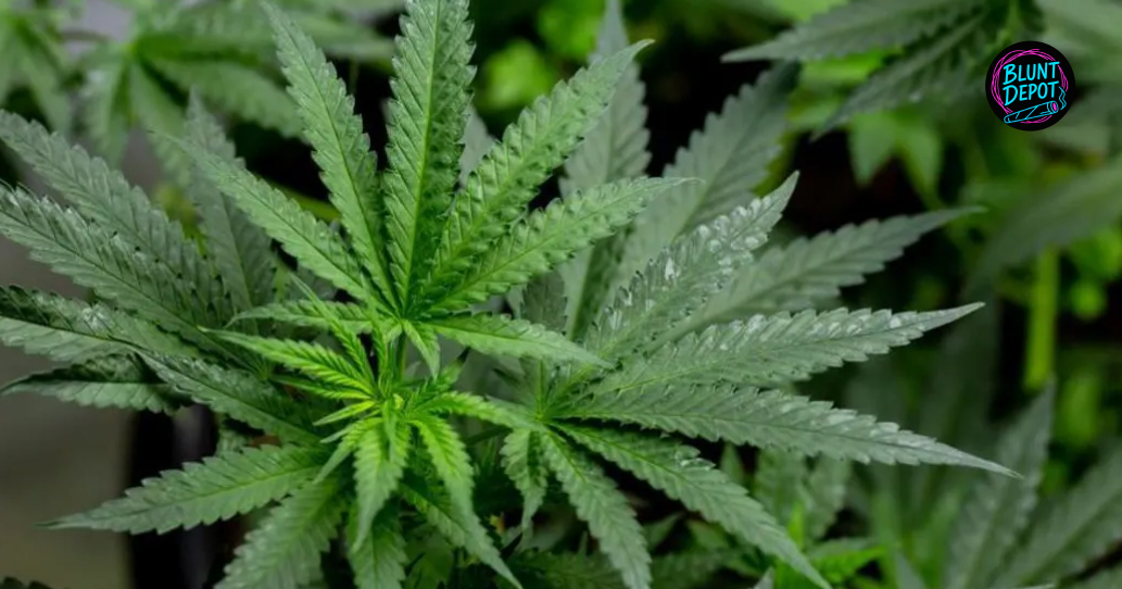 Top-down view of healthy green cannabis fan leaves