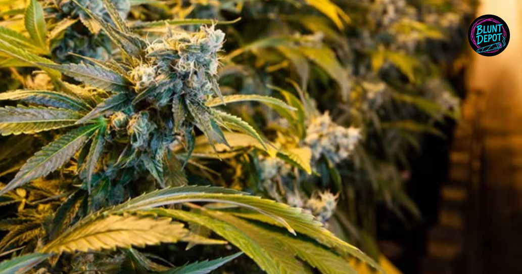 Extreme close-up of a resinous cannabis flower with trichomes and "Blunt Depot" logo.
