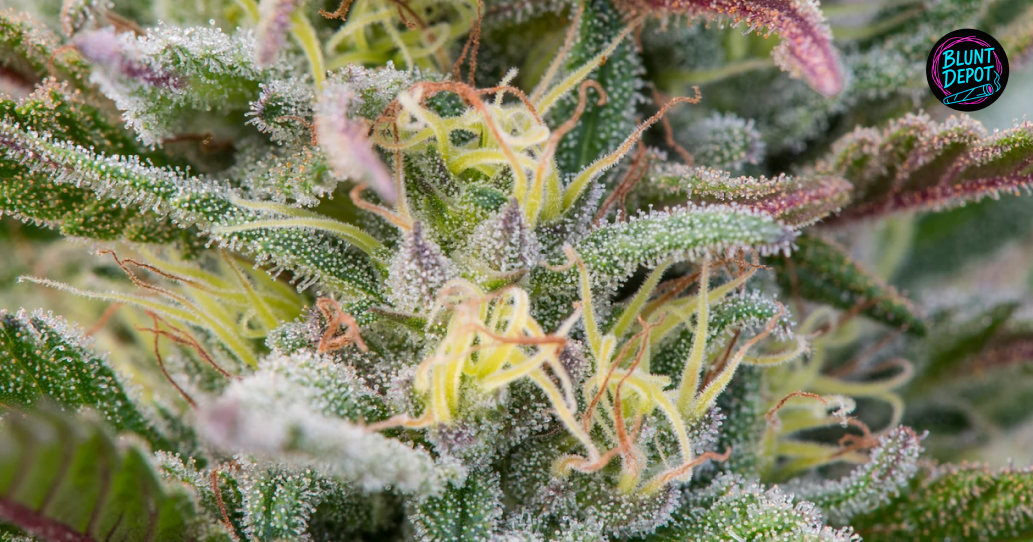Extreme close-up of a cannabis flower showing trichomes and pistils.