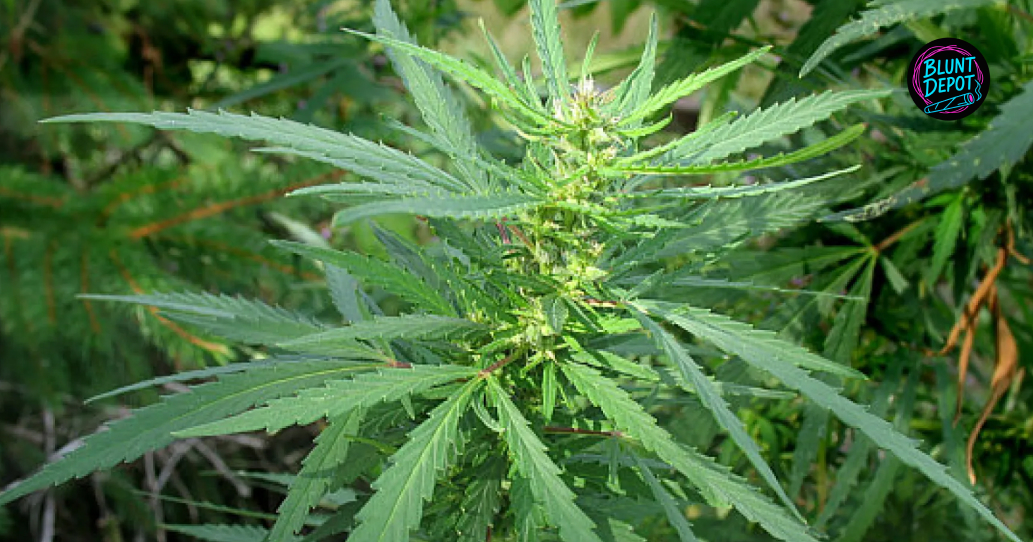 Top-down view of a green cannabis plant in the early flowering stage with "Blunt Depot" logo.