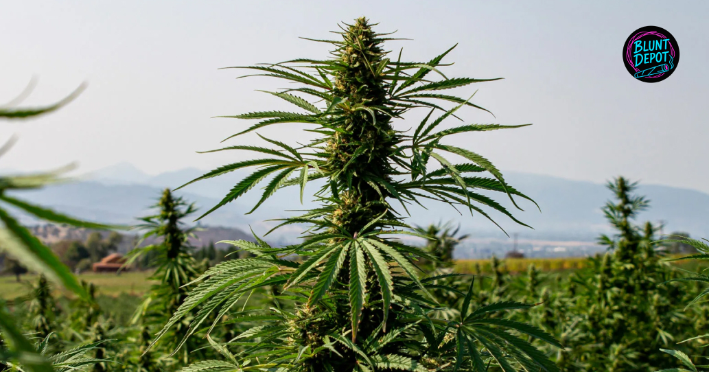 A tall cannabis plant in a large outdoor field with mountains in the background under a clear sky.