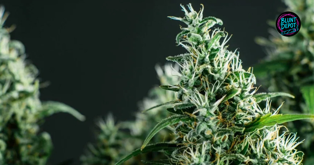 THCA delivery in Gatesville