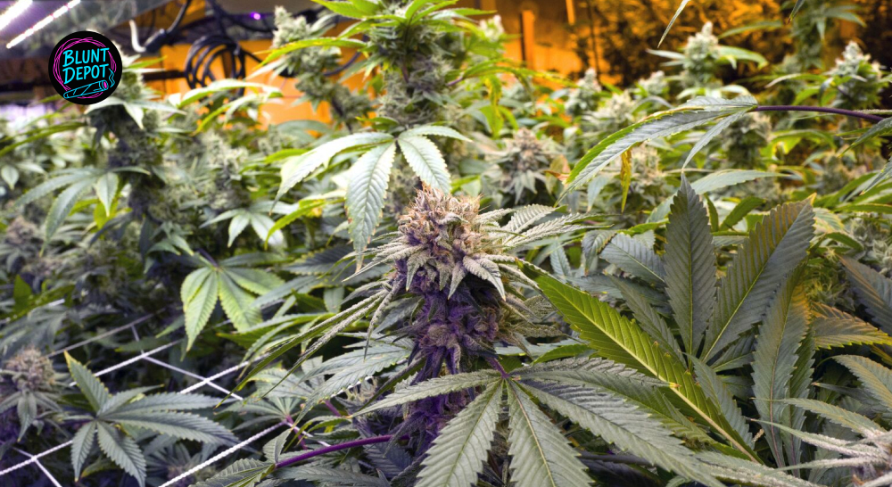 Indoor cannabis grow room with purple-tinged flowers and "Blunt Depot" logo.