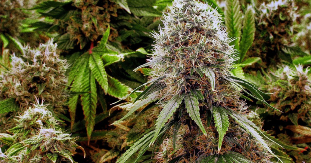 THCA delivery in Floresville