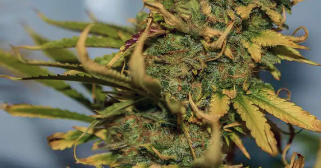 THCA flowers delivery