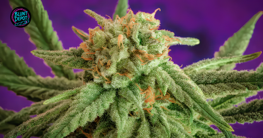 THCA flowers delivery