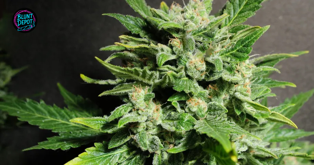 THCA flowers delivery in Forest Hill