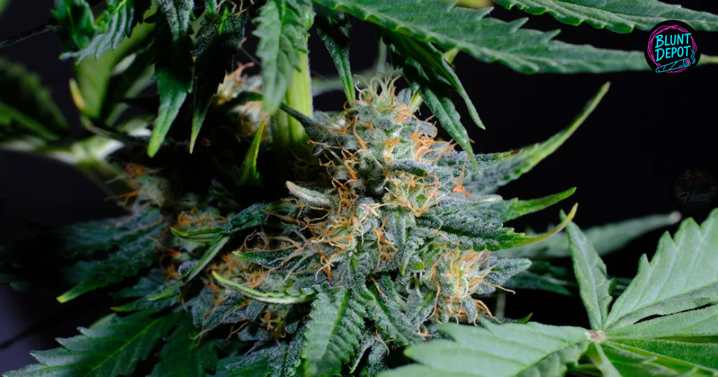 THCA products delivery