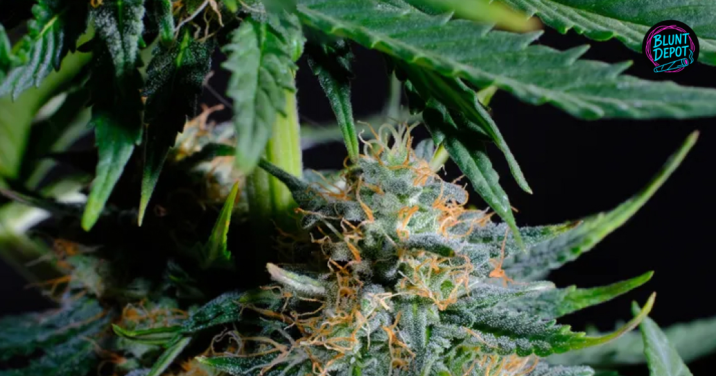 THCA products delivery