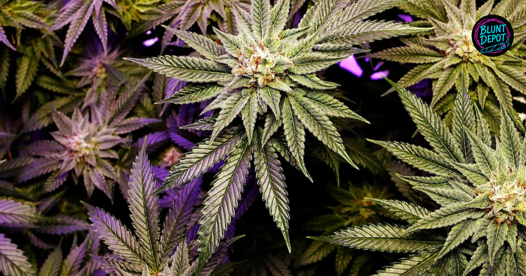 THCA products delivery