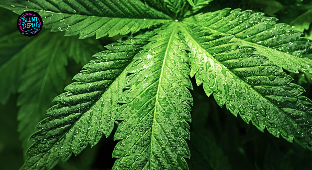 THCA delivery in Hurst