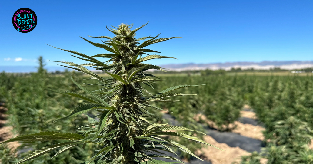 Cannabis Cola Flowering Stage