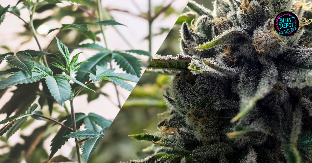 Cannabis Growth Stages Comparison