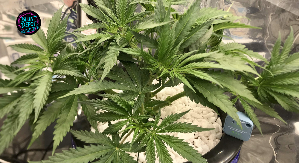 Cannabis Veg Stage