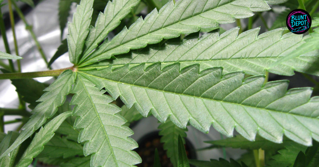 THCA delivery in Hutchins