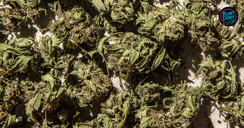Close Up Overhead Shot Of Cured Cannabis Flower