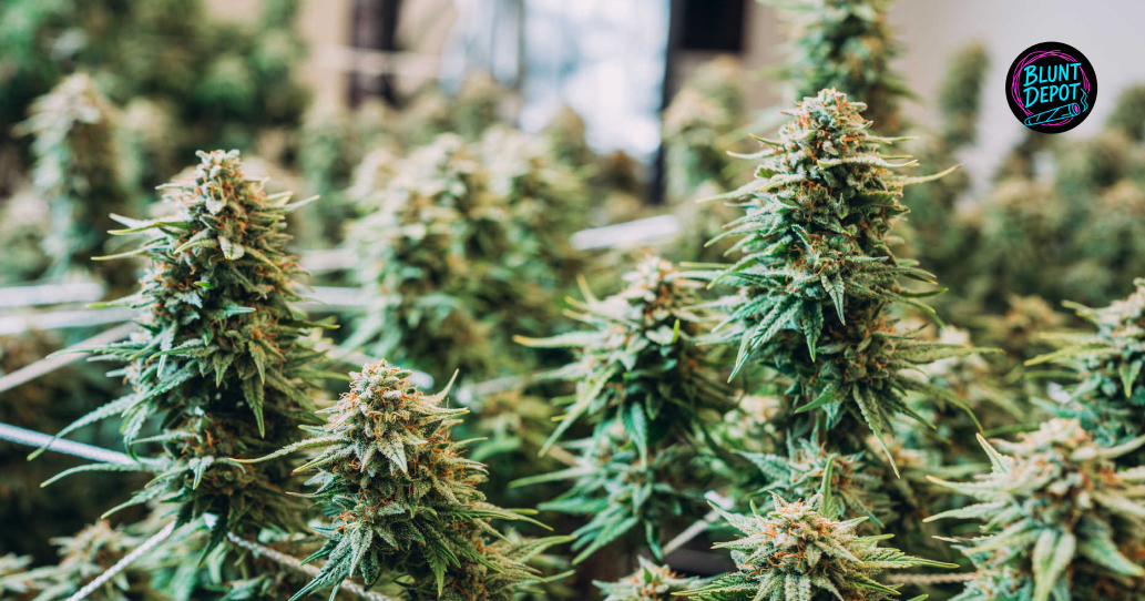 Commercial Indoor Grow Op