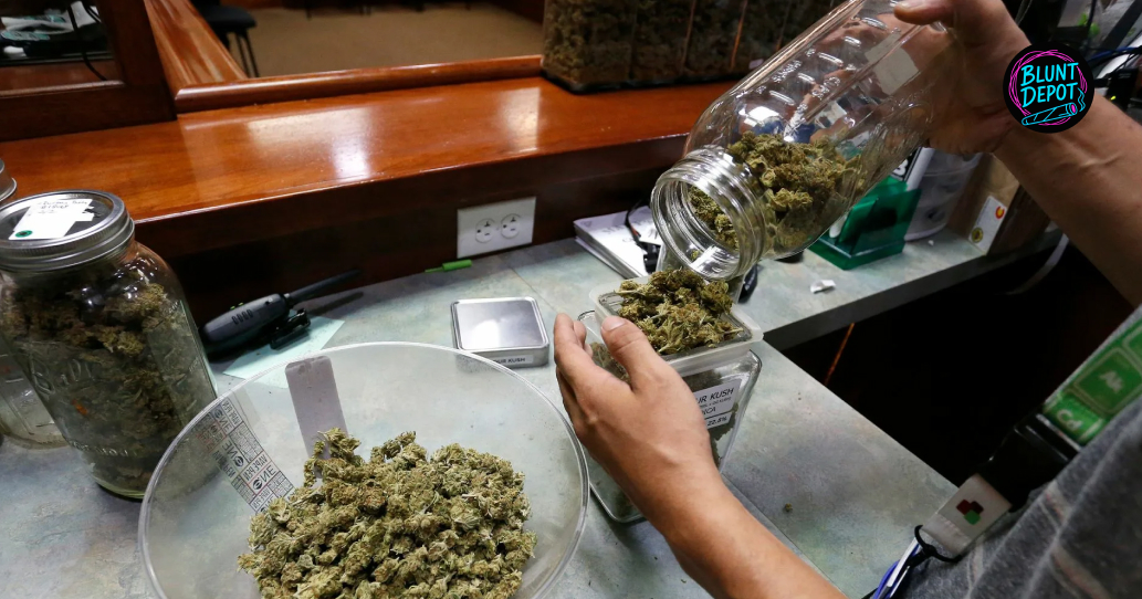 Dispensary Staff Carefully Packing Premium Cannabis
