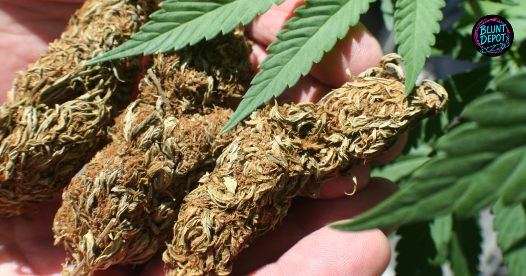 Earth Tones And Terpenes