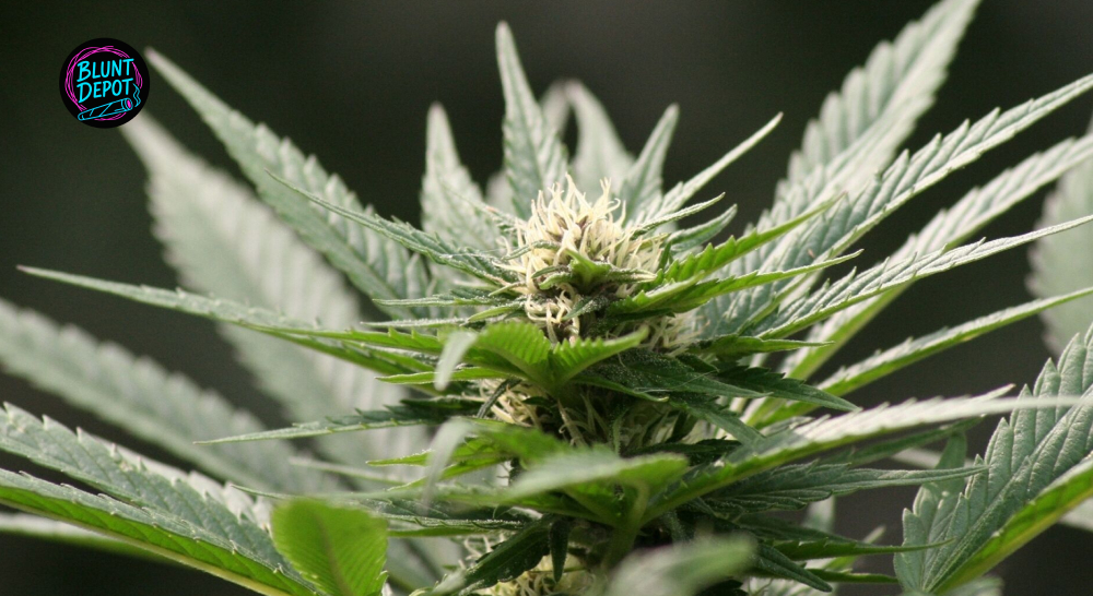 Flowering Cannabis Plant Trichomes