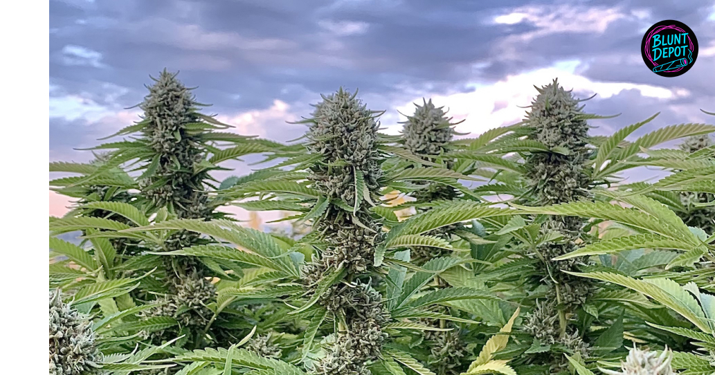 Flowering Field Under Cloudy Sky