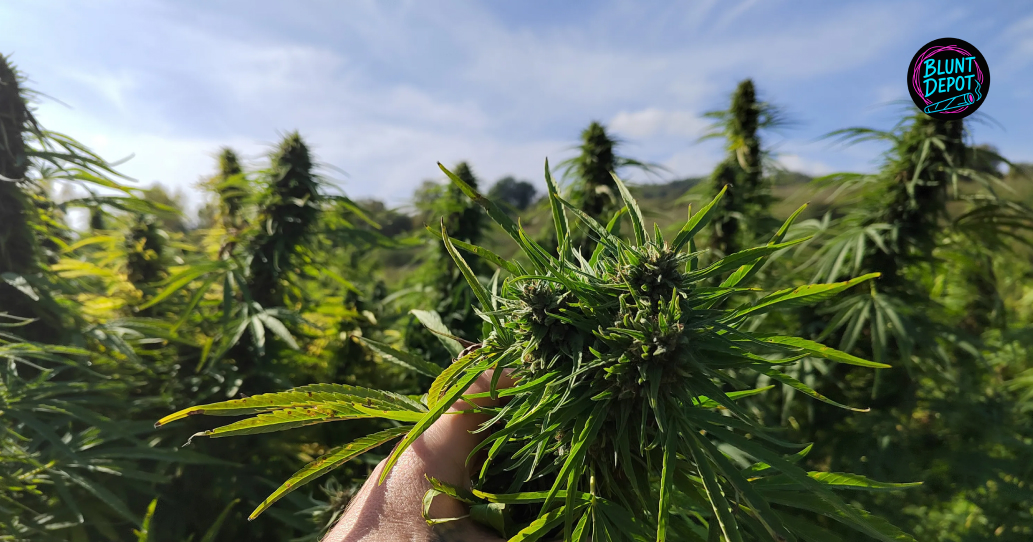 THCA delivery in Highland Village