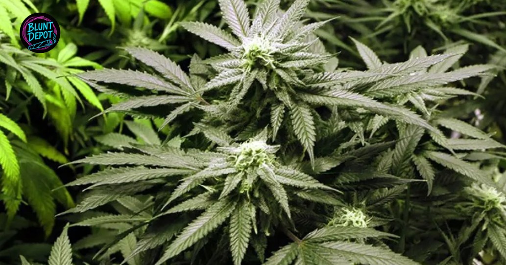 Healthy Cannabis Foliage