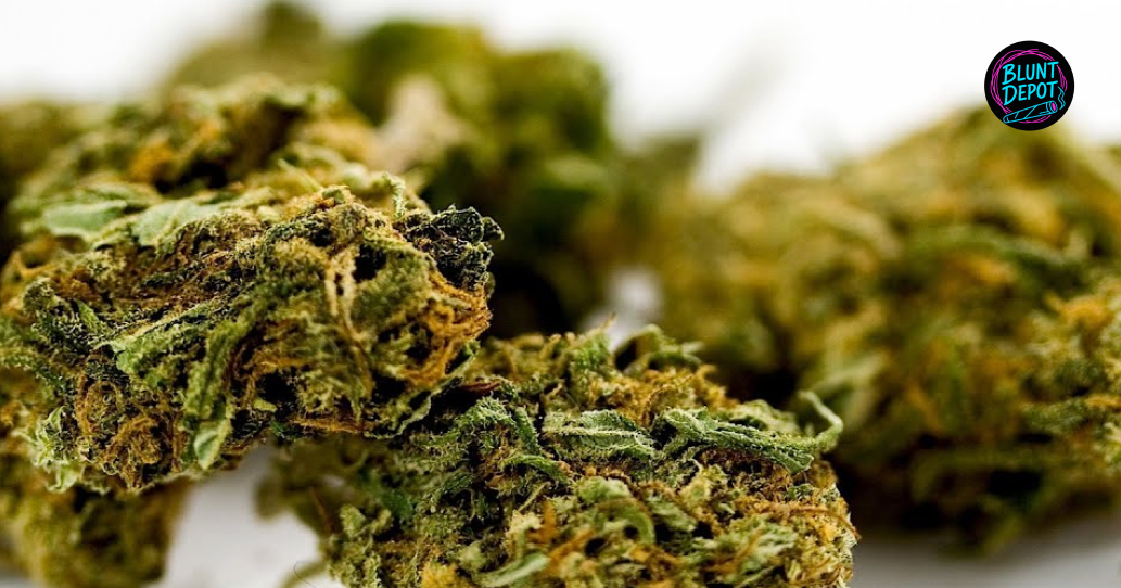 High Quality Dried Cannabis Buds